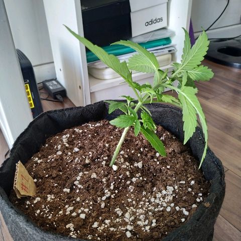 Cream Cookies #1 growlog photo: LST