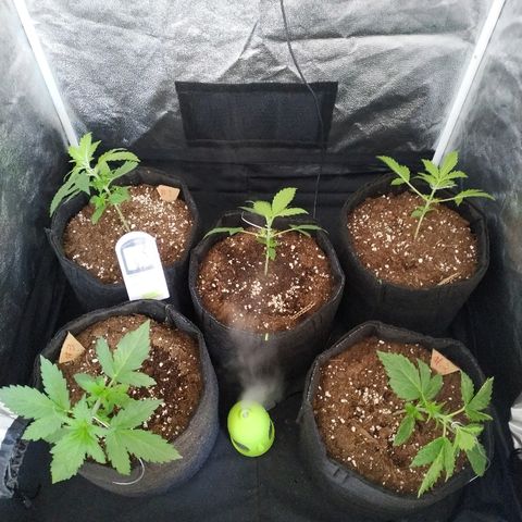 Cream Cookies #1 growlog photo: LST
