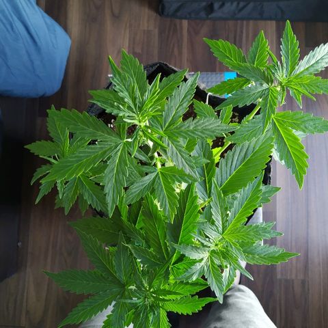 Cream Cookies #1 growlog timeline photo