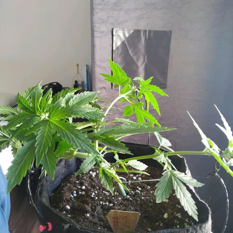 Cream Cookies #1 growlog timeline photo
