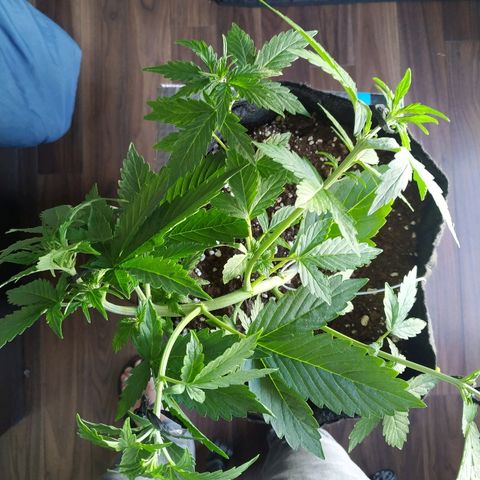 Cream Cookies #1 growlog timeline photo