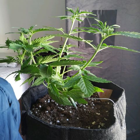 Cream Cookies #1 growlog timeline photo