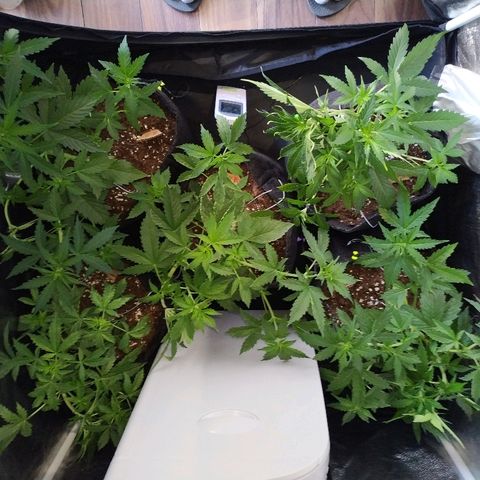 Cream Cookies #1 growlog timeline photo