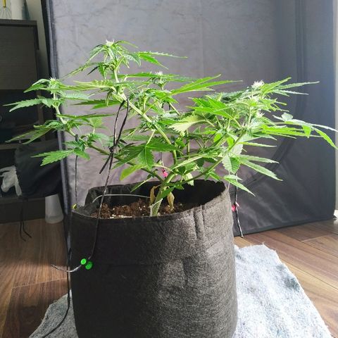 Cream Cookies #1 growlog timeline photo