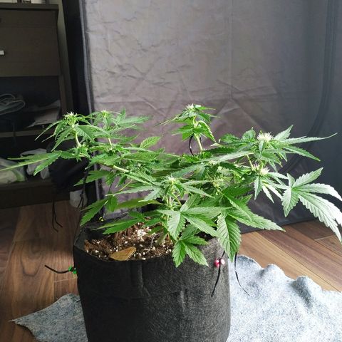 Cream Cookies #1 growlog timeline photo