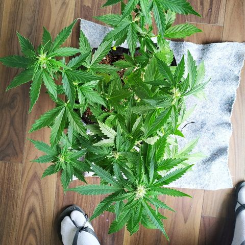 Cream Cookies #1 growlog timeline photo