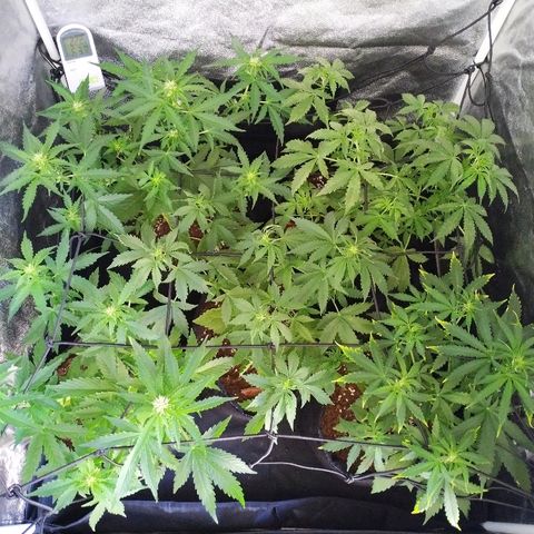 Cream Cookies #1 growlog timeline photo