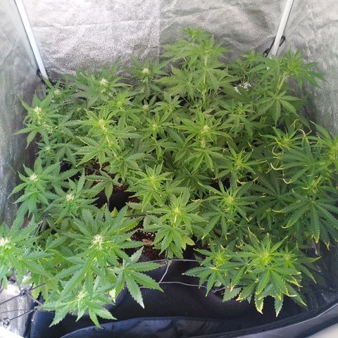 Cream Cookies #1 growlog timeline photo