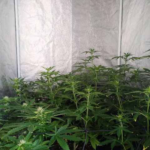 Cream Cookies #1 growlog timeline photo