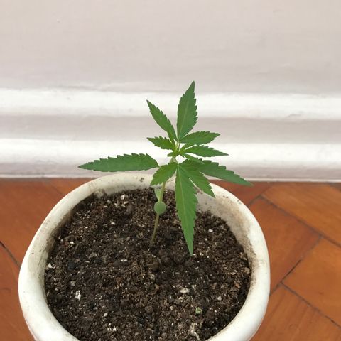 Soltin de Minas  growlog timeline photo