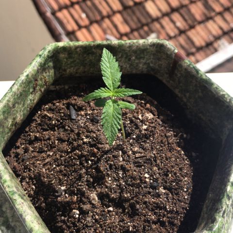 Soltin de Minas  growlog timeline photo