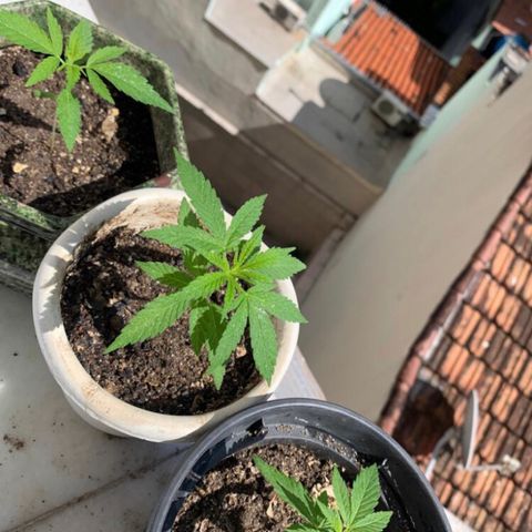 Soltin de Minas  growlog photo: Dias antes de passar para o solo correto e vaso correto.