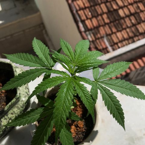 Soltin de Minas  growlog timeline photo