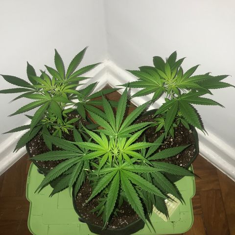 Soltin de Minas  growlog photo: alguns dias após passar para o vaso de feltro e solo 50/50 turfa e perlita 