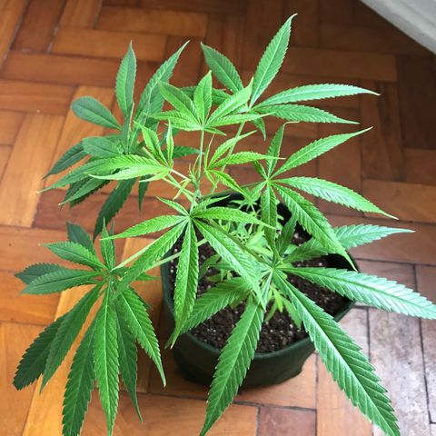Soltin de Minas  growlog photo: Mudança de Local para secar a terra, coloquei muita água e adoeci as planta.