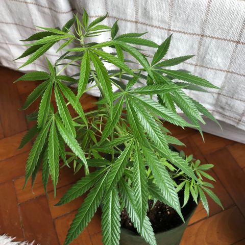 Soltin de Minas  growlog photo: Mudança de Local para secar a terra, coloquei muita água e adoeci as planta.