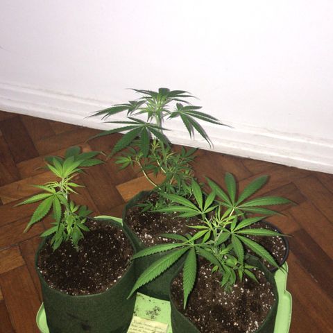 Soltin de Minas  growlog timeline photo