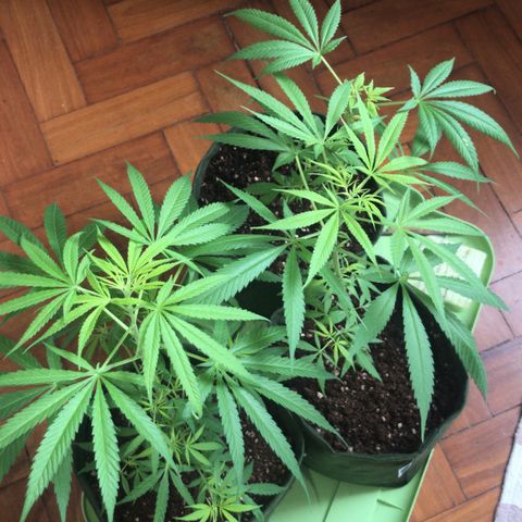 Soltin de Minas  growlog timeline photo
