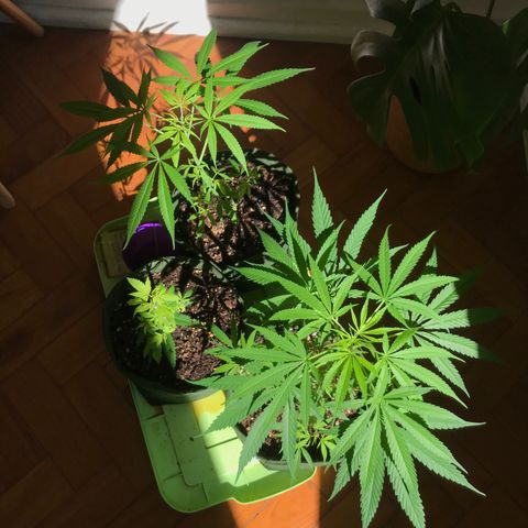 Soltin de Minas  growlog photo: planta do meio foi cortada a maior parte das folhas porque estava com praga, infelizmente morreu no decorrer dos seguintes dias.