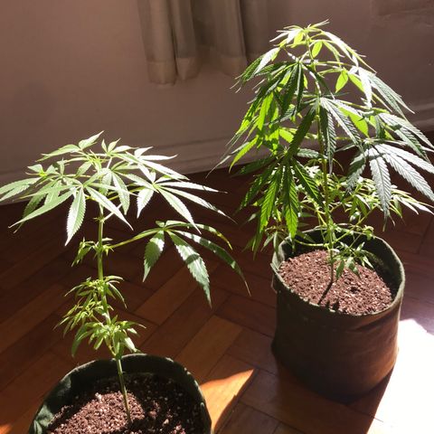 Soltin de Minas  growlog photo: Plantas saudáveis, se recuperando do excesso de água.