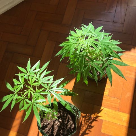 Soltin de Minas  growlog photo: Plantas saudáveis, se recuperando do excesso de água.