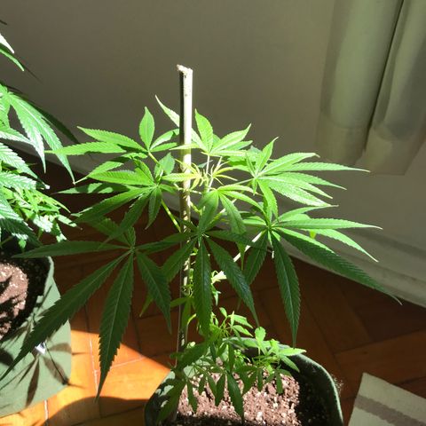 Soltin de Minas  growlog timeline photo