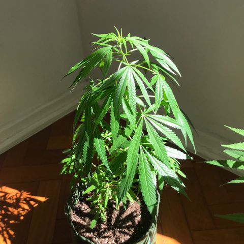 Soltin de Minas  growlog timeline photo