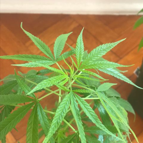 Soltin de Minas  growlog photo: saudáveis e sob os cuidados do óleo de neem.