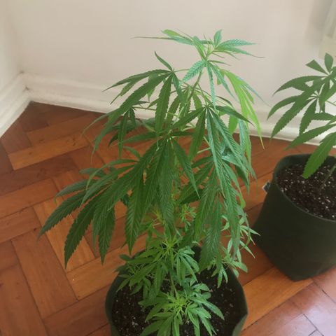 Soltin de Minas  growlog photo: saudáveis e sob os cuidados do óleo de neem.