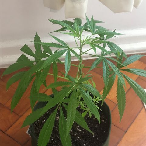 Soltin de Minas  growlog photo: saudáveis e sob os cuidados do óleo de neem.