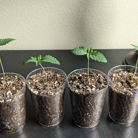 Wongburger  growlog photo: 3.1in height 