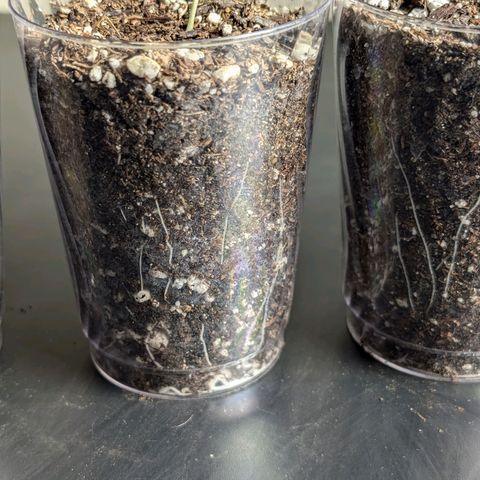 Wongburger  growlog photo: 3.1in height 