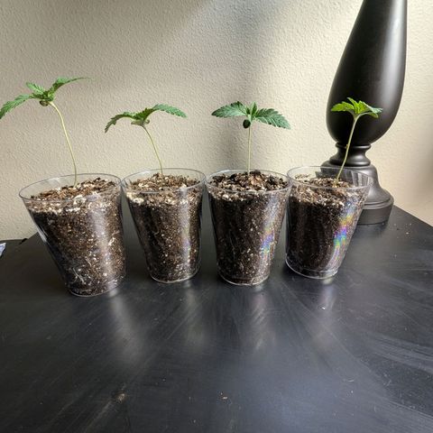 Wongburger  growlog photo: 3.1in height 