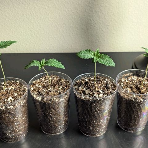Wongburger  growlog photo: 3.1in height 
