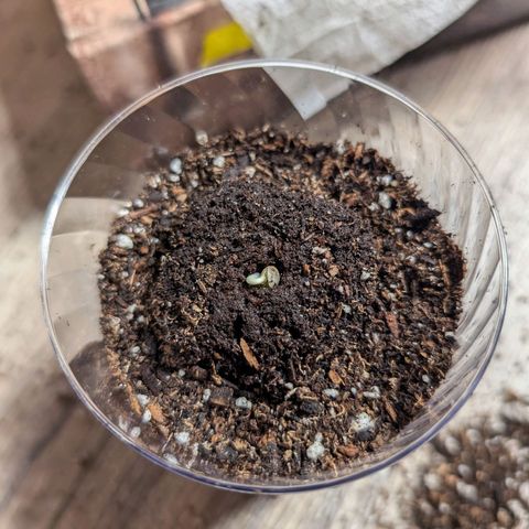 Wongburger  growlog photo: Seeds sprouted. Planted into rapid rooters that were topped with soil. Clear cups.
