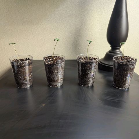 Wongburger  growlog photo: Height 2.5inches