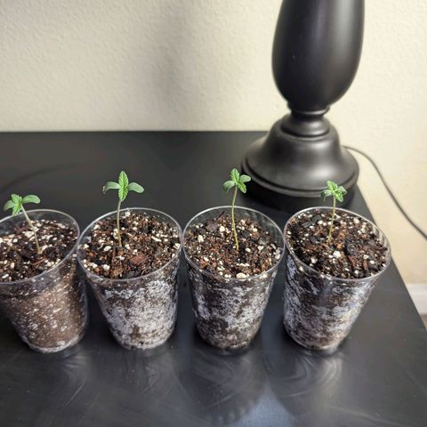 Wongburger  growlog photo: Height 2.5inches