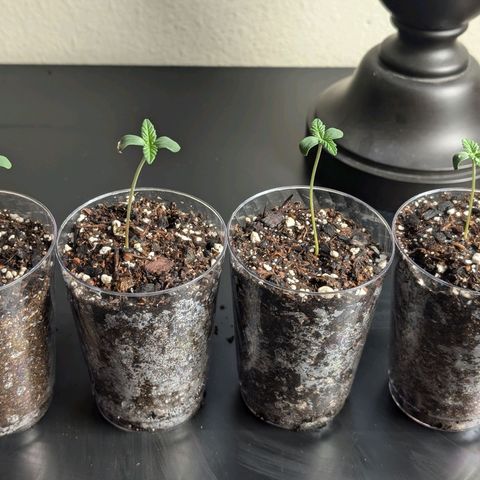 Wongburger  growlog photo: Height 2.5inches
