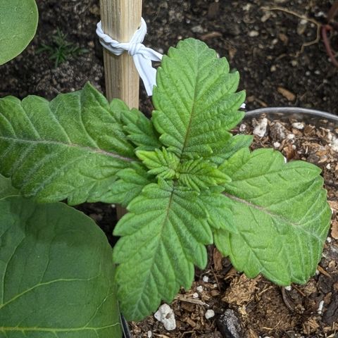 Wongburger  growlog photo: 2 repots in 1 gal, the other two will be repotted in 25 gal pots along with 2 from my partner, total of 6 veg plants. 
Roots are looking healthy and plenty. 
One that hasn't been reported yet is showing pink in the leaf stems. Only one that's doing it. 