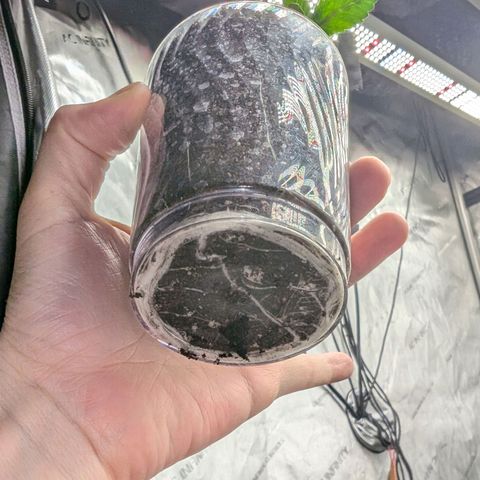 Wongburger  growlog photo: 2 repots in 1 gal, the other two will be repotted in 25 gal pots along with 2 from my partner, total of 6 veg plants. 
Roots are looking healthy and plenty. 
One that hasn't been reported yet is showing pink in the leaf stems. Only one that's doing it. 