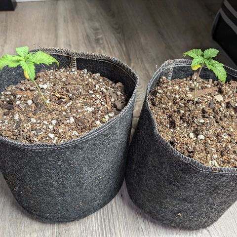 Wongburger  growlog photo: 2 repots in 1 gal, the other two will be repotted in 25 gal pots along with 2 from my partner, total of 6 veg plants. 
Roots are looking healthy and plenty. 
One that hasn't been reported yet is showing pink in the leaf stems. Only one that's doing it. 