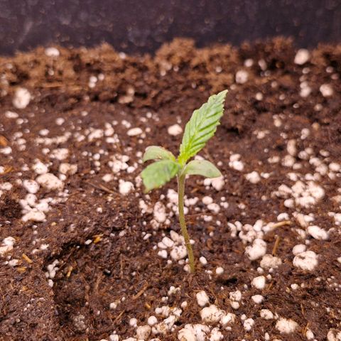 Bärbel #1 growlog timeline photo