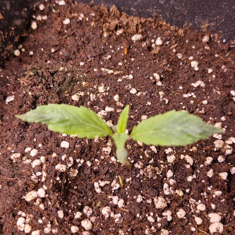 Bärbel #1 growlog timeline photo