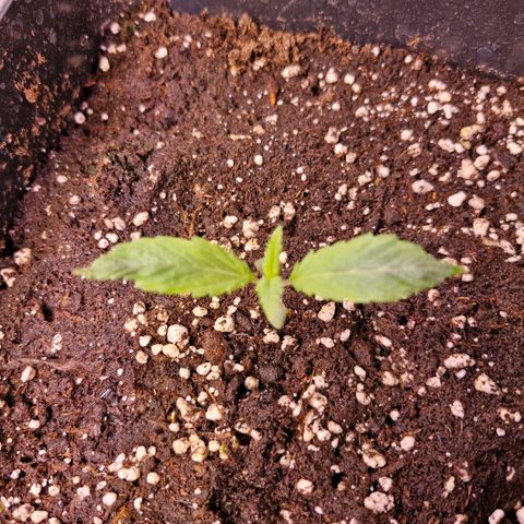 Bärbel #1 growlog timeline photo