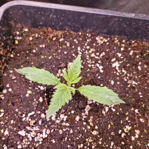 Bärbel #1 growlog timeline photo