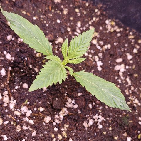 Bärbel #1 growlog timeline photo