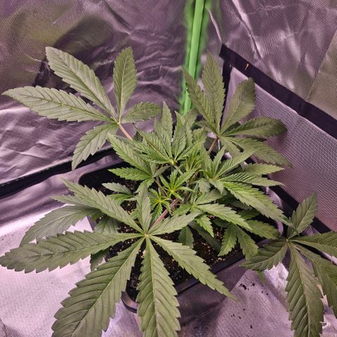 Bärbel #1 growlog timeline photo