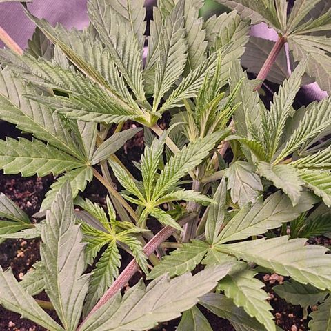 Bärbel #1 growlog timeline photo