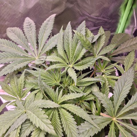 Bärbel #1 growlog timeline photo