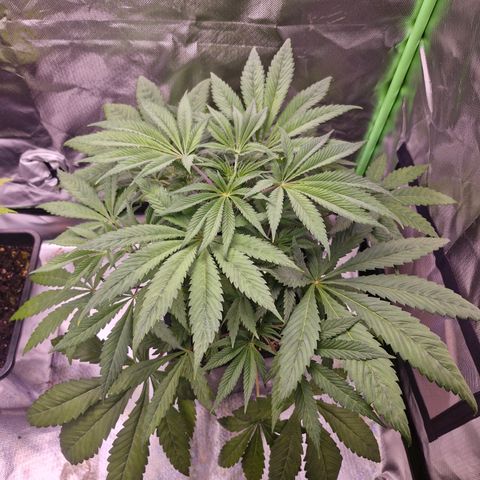 Bärbel #1 growlog timeline photo